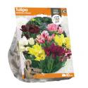 Baltus Tulipa Multiflora Mixed tulpen bloembollen per 10 stuks